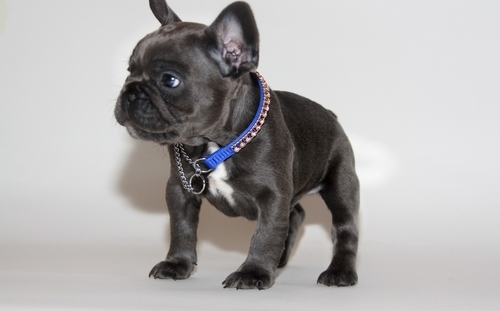 Name des Welpen (LEO)